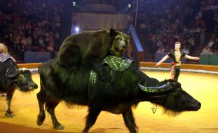 Гастроли Московского цирка во Львове