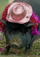 Pig Carnival