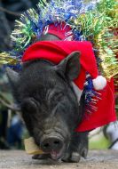 Pig Carnival
