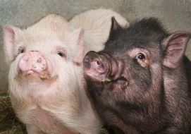 Zoo. Pigs