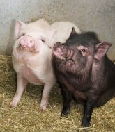 Zoo. Pigs