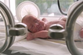 Surrogate maternity