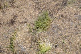 Grain in “Yuzhny” port