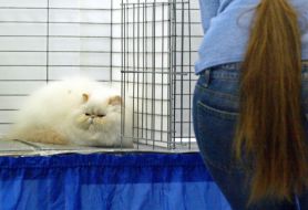 Cat exhibition