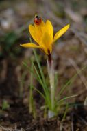 Plant. Crocus
