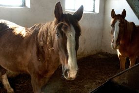Animals. Horses