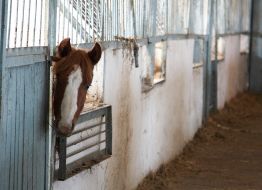 Animals. Horses
