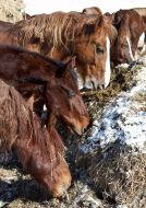 Animals. Horses