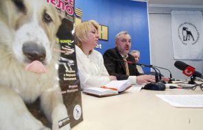 Press conference. “Doggy fights - vector of understanding”