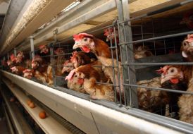 Buttery farm ”Volnovakhskaya”