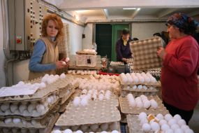 Buttery farm ”Volnovakhskaya”