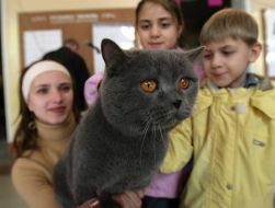 Выставка котов во Львове