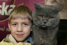 Выставка котов во Львове