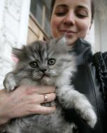 Выставка котов во Львове