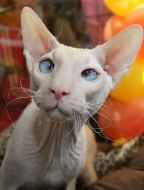 Выставка котов во Львове