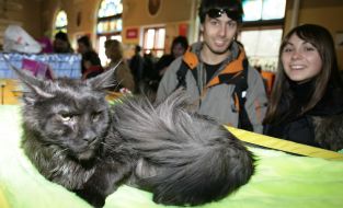 Выставка котов во Львове