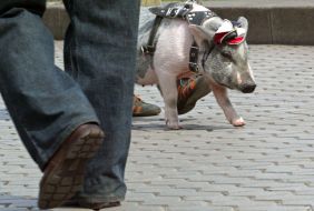 Feature. Pig on a leash