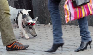 Feature. Pig on a leash