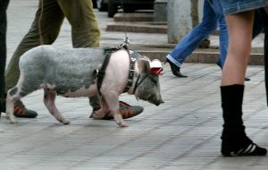 Feature. Pig on a leash