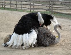 Ostrich farm