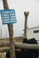 Ostrich farm