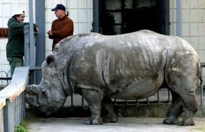 The White Rhinoceros Trevoga