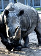 The White Rhinoceros Trevoga