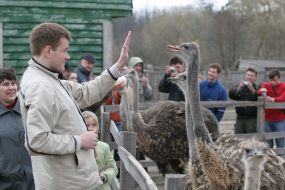 Страусовая ферма