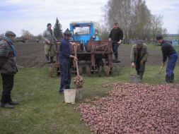 Landing of potato by the mechanized method