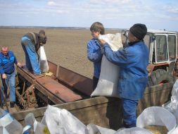 Landing of potato by the mechanized method