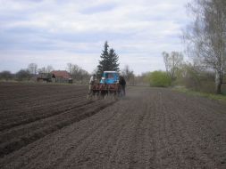 Landing of potato by the mechanized method