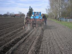 Landing of potato by the mechanized method
