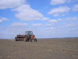 Landing of potato by the mechanized method