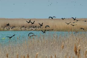 Black cormorants in Zaporozhskiy region