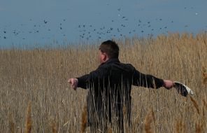 Black cormorants in Zaporozhskiy region