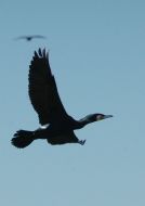 Black cormorants in Zaporozhskiy region