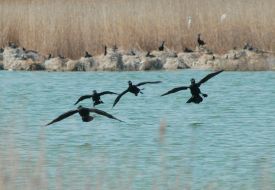 Black cormorants in Zaporozhskiy region
