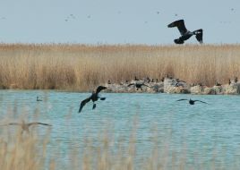 Black cormorants in Zaporozhskiy region