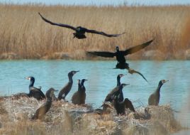 Black cormorants in Zaporozhskiy region