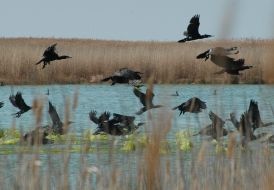 Black cormorants in Zaporozhskiy region