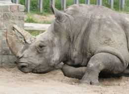 The White Rhinoceros Trevoga