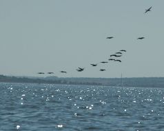 Острови Каховського водосховища
