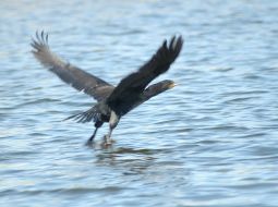 Острови Каховського водосховища