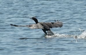 Острови Каховського водосховища