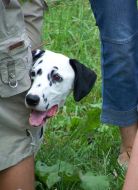 Dogs show. Carriage-dog