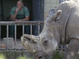 The White Rhinoceros Trevoga