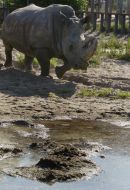 The White Rhinoceros Trevoga