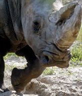 The White Rhinoceros Trevoga