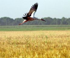 A stork is flying over the wheat field