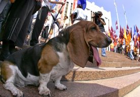 Всеукраинская акция за отмену депутатской неприкосновенности